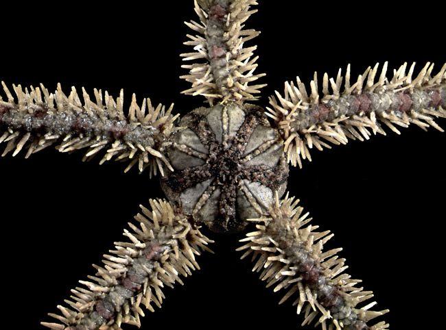 Common Brittle star