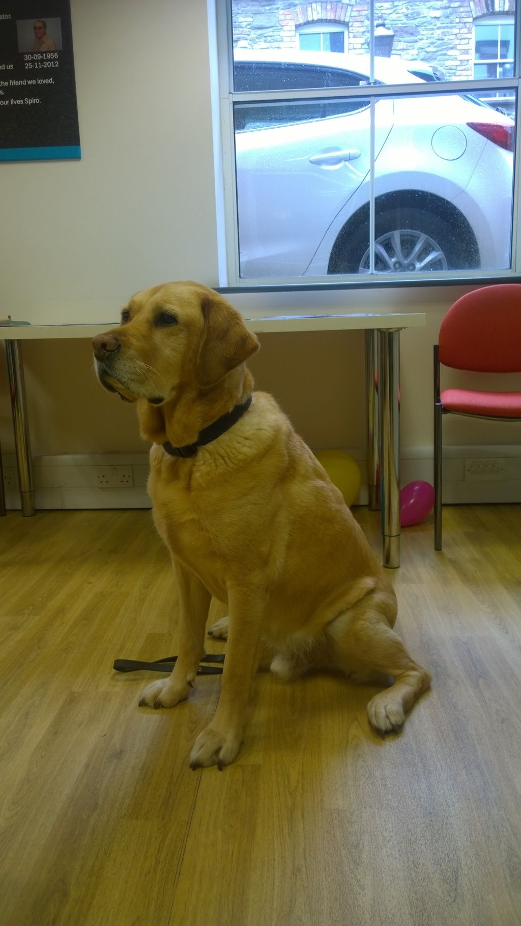 Photograph of Guide Dog Arnie sitting down