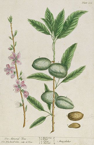 Prunus Amygdalus