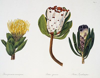 Protea