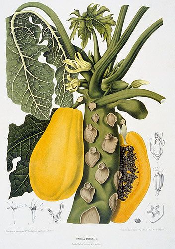 Carica Papaya