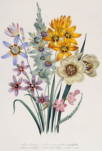 A Passion For Plants Botanical Illustration By Women Artists Museum