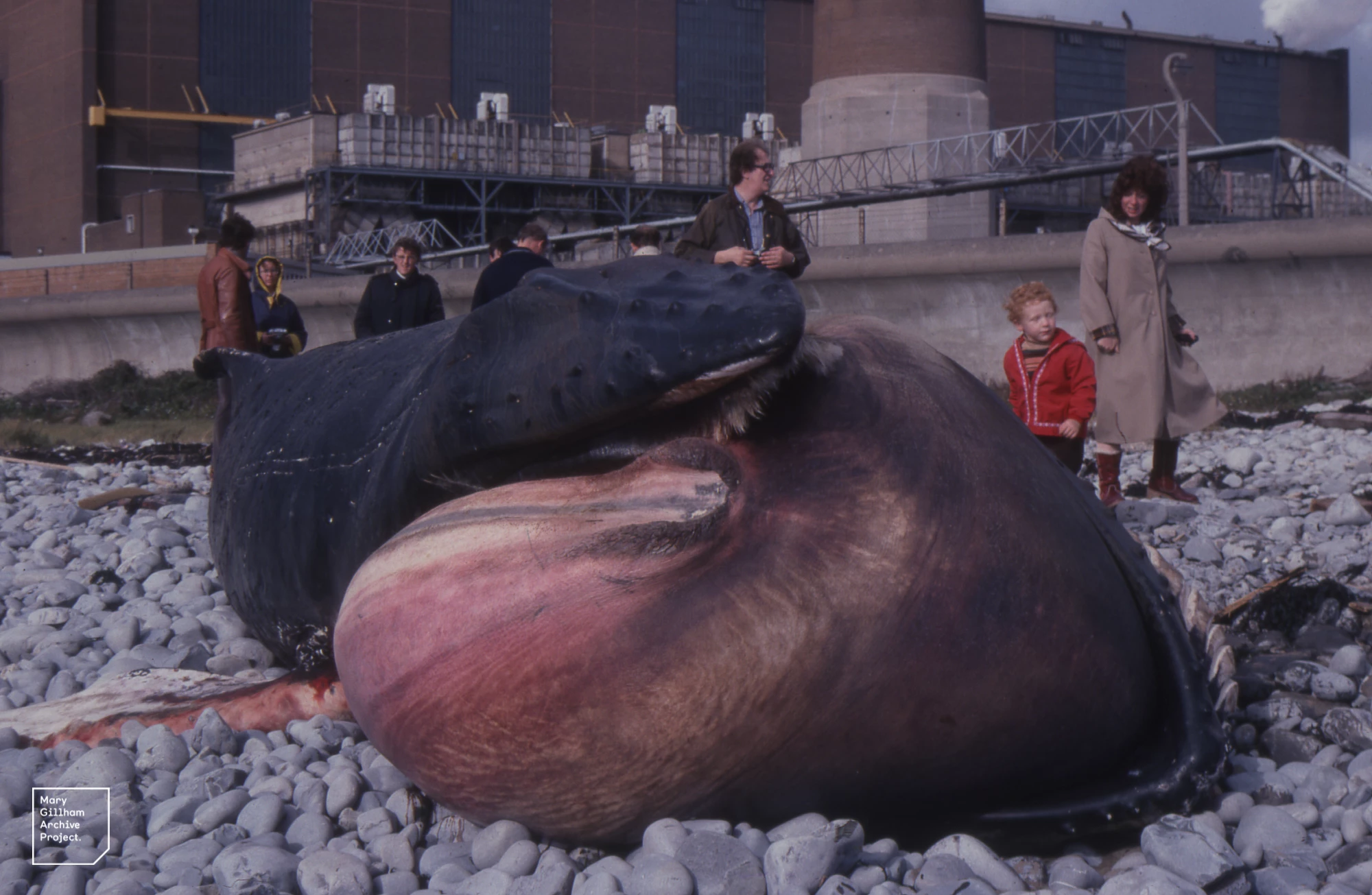 Photo of Humpback Whale stranded on Aberthaw beach in 1982, taken by Mary Gillham
