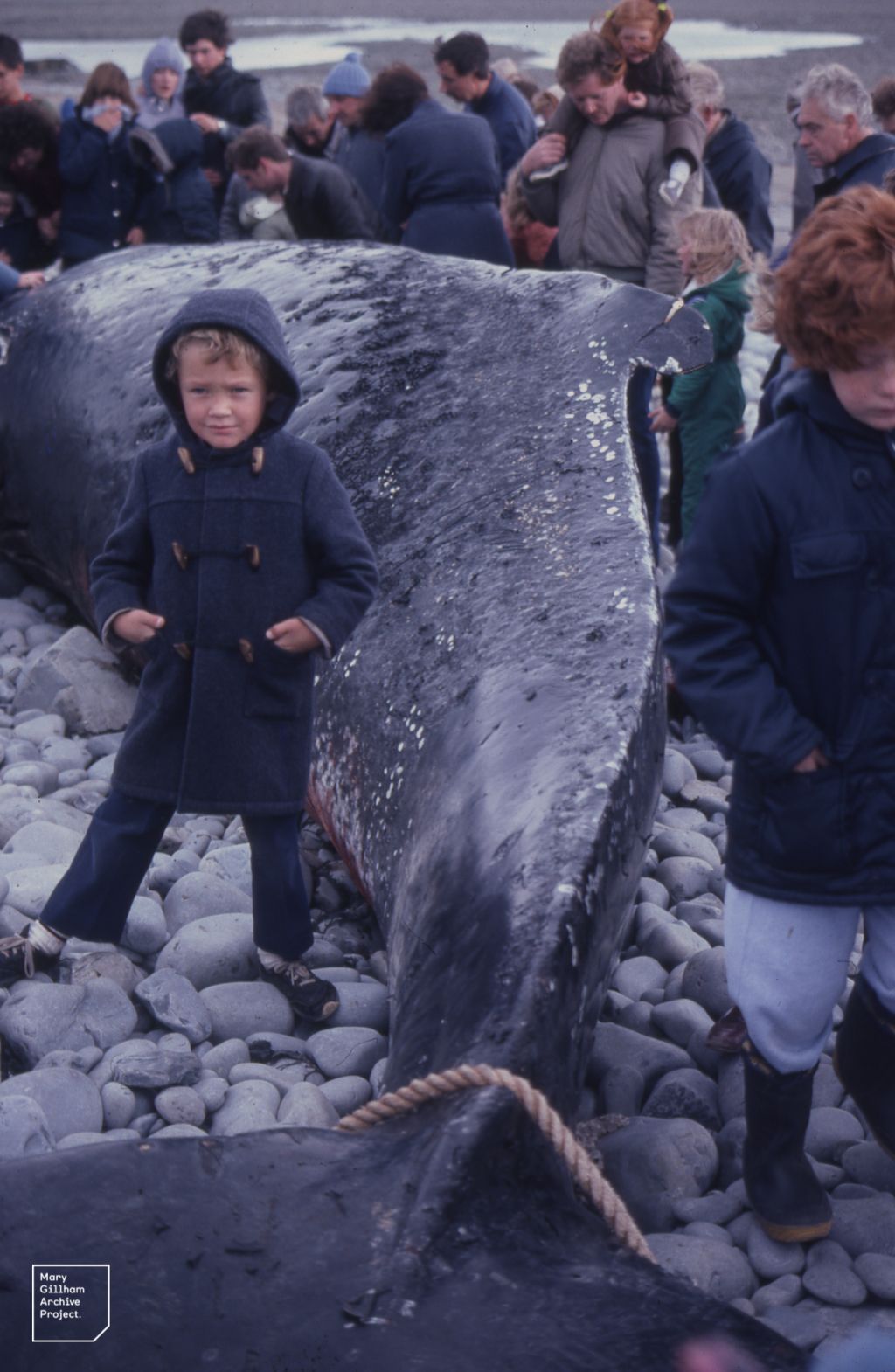 Photo of Humpback Whale stranded on Aberthaw beach in 1982, taken by Mary Gillham