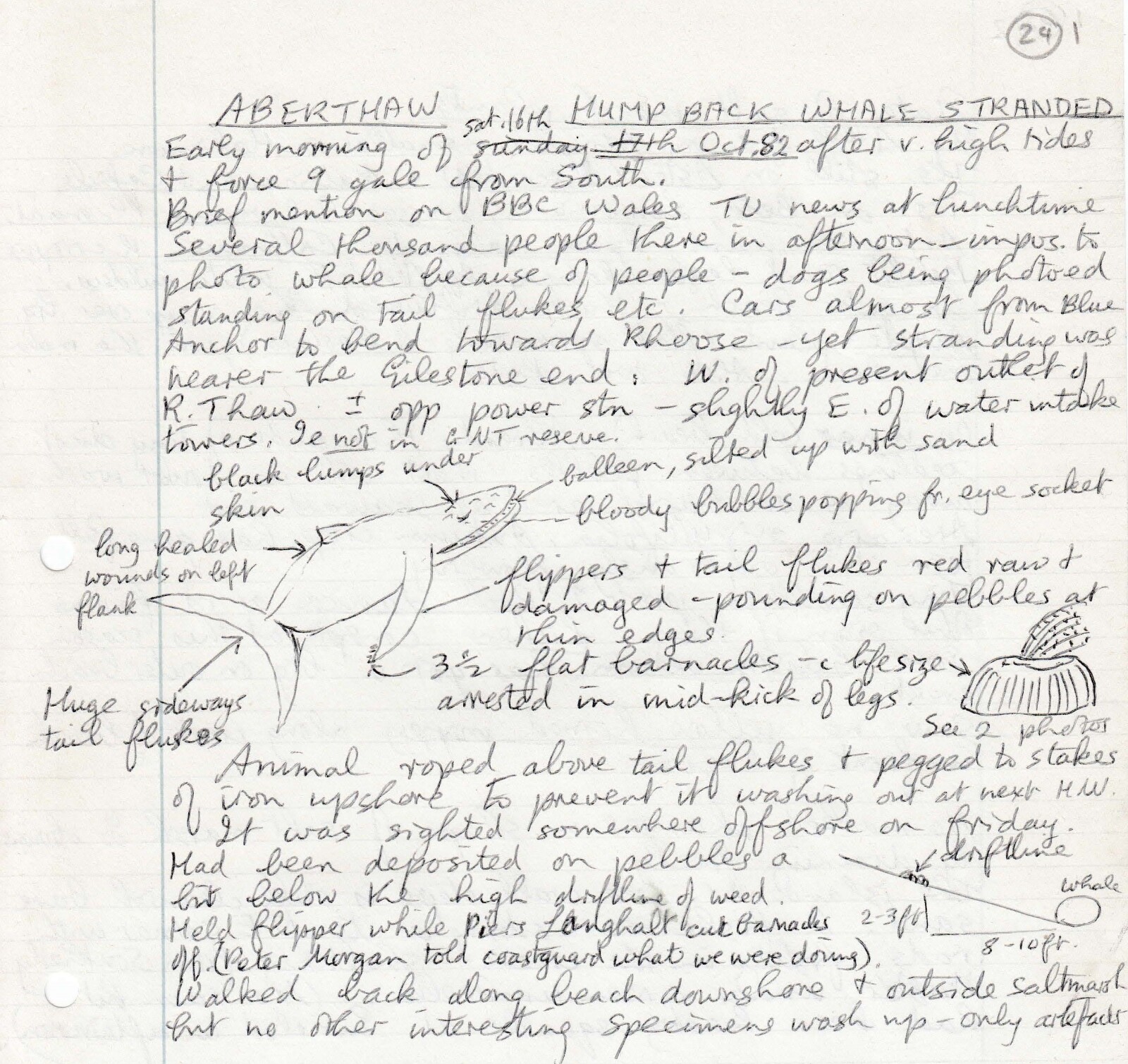 Notes about discovery of Humpback Whale stranded on Aberthaw beach in 1982, by Mary Gillham