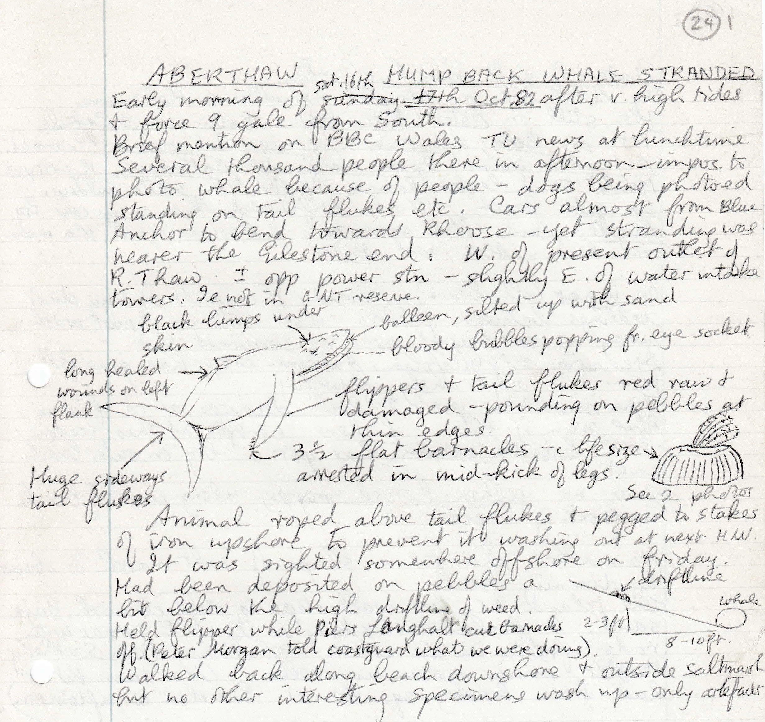 Notes about discovery of Humpback Whale stranded on Aberthaw beach in 1982, by Mary Gillham
