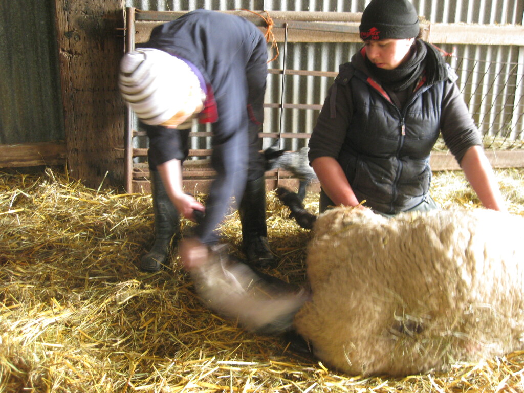 image: in the lambing shed