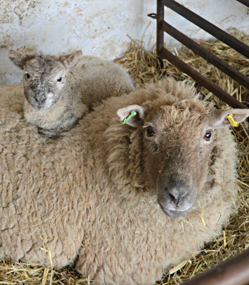 Image: Ewe and lamb