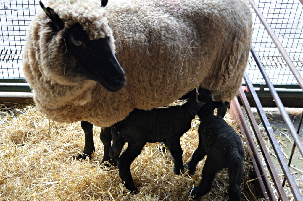 Image: Ewe and lambs