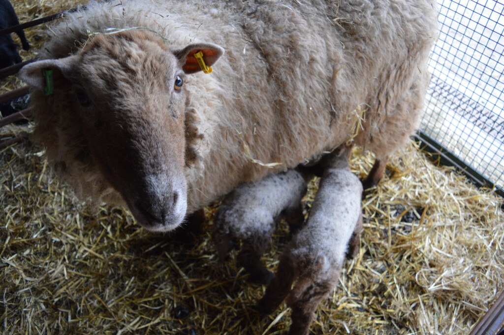 Image: Ewe and lambs