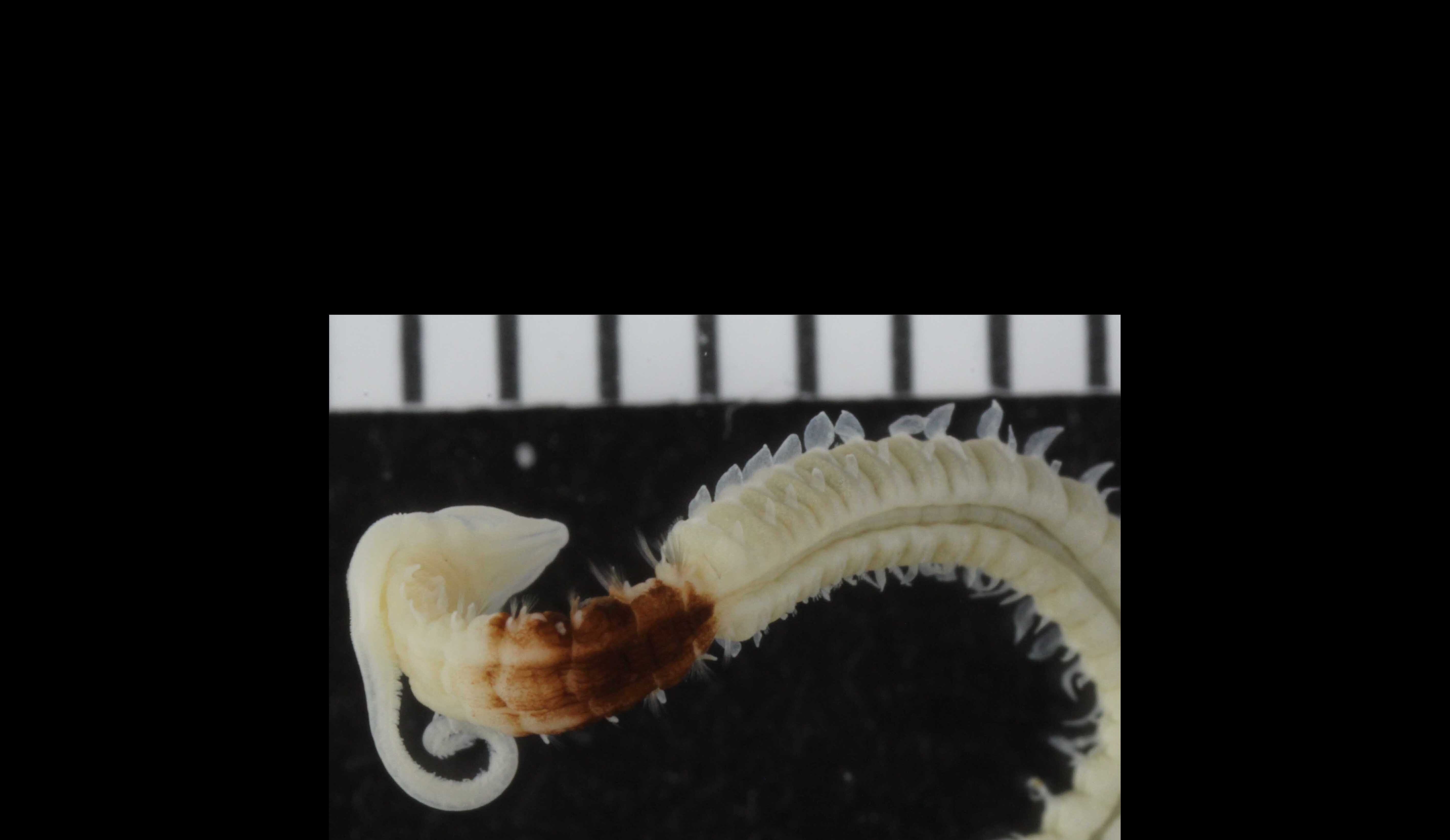 West African Worms that Dig National Museum Wales