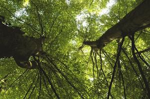 Beech Trees