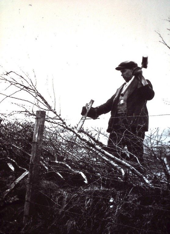 Hedgelaying, Pen-y-cae, Brecknockshire, c1936