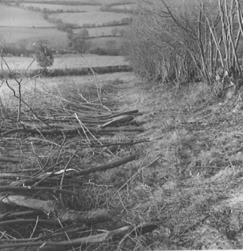 Photo of hedge cleared of dead wood and unwanted growth