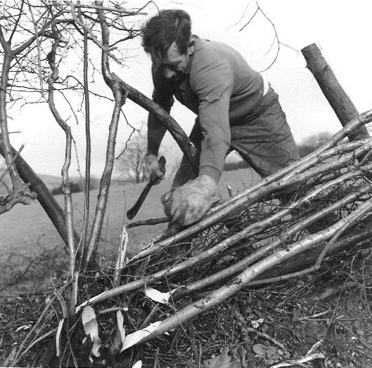 Photo of branches, known as pleachers, cut at the base of each stem and bent forward. When cut properly, they should continue to grow.