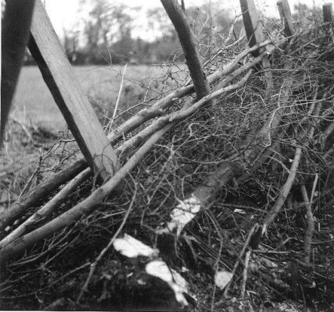 Photo of hedge showing pleachers woven between stakes.