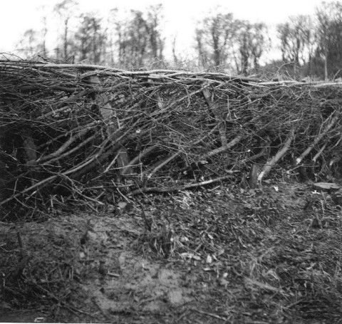 Photo of the hedge is trimmed and shaped to a uniform height and width.