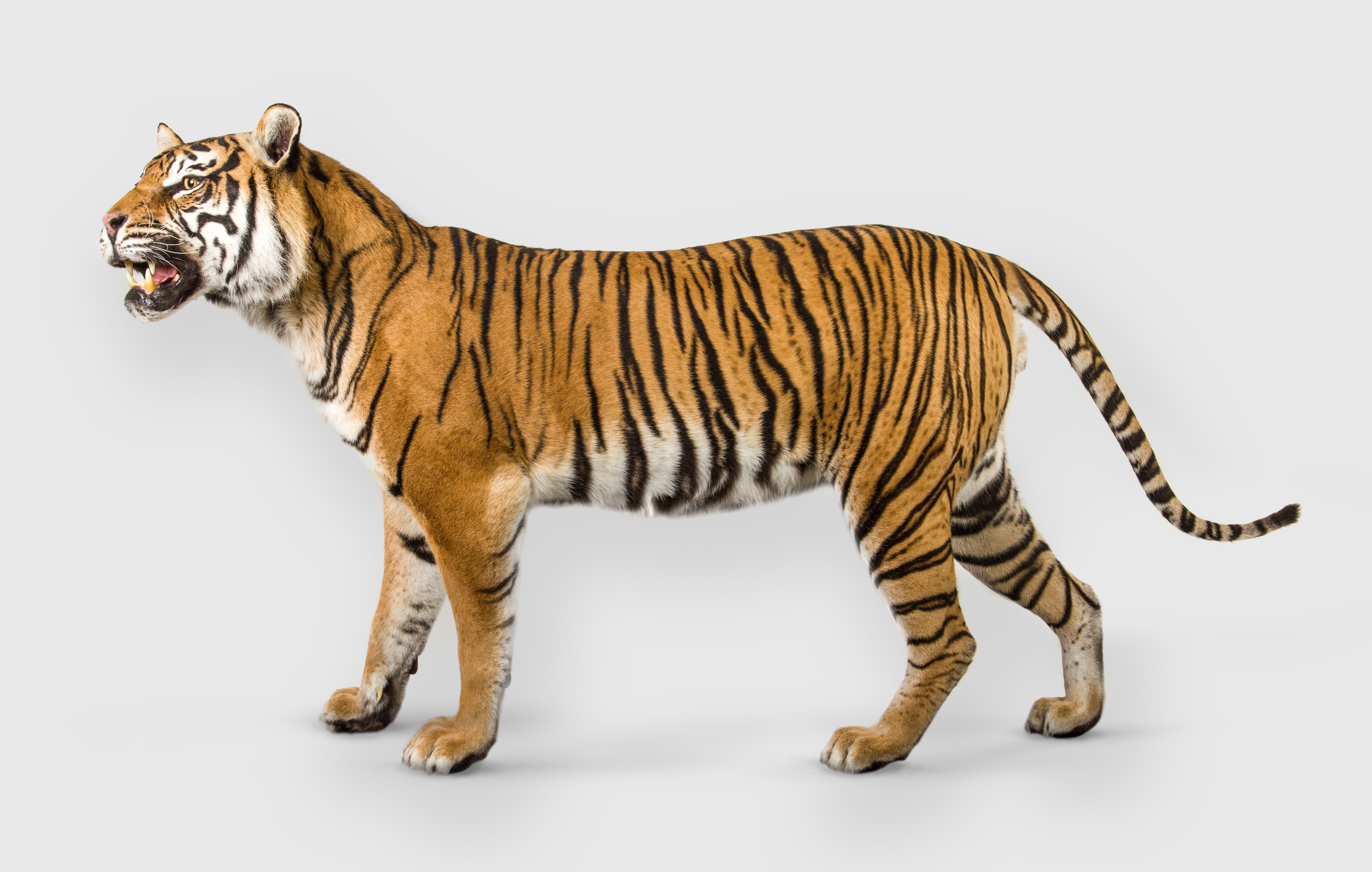 Photograph of Bryn, a Sumatran Tiger specimen which is part of the natural history collection at National Museum Cardiff