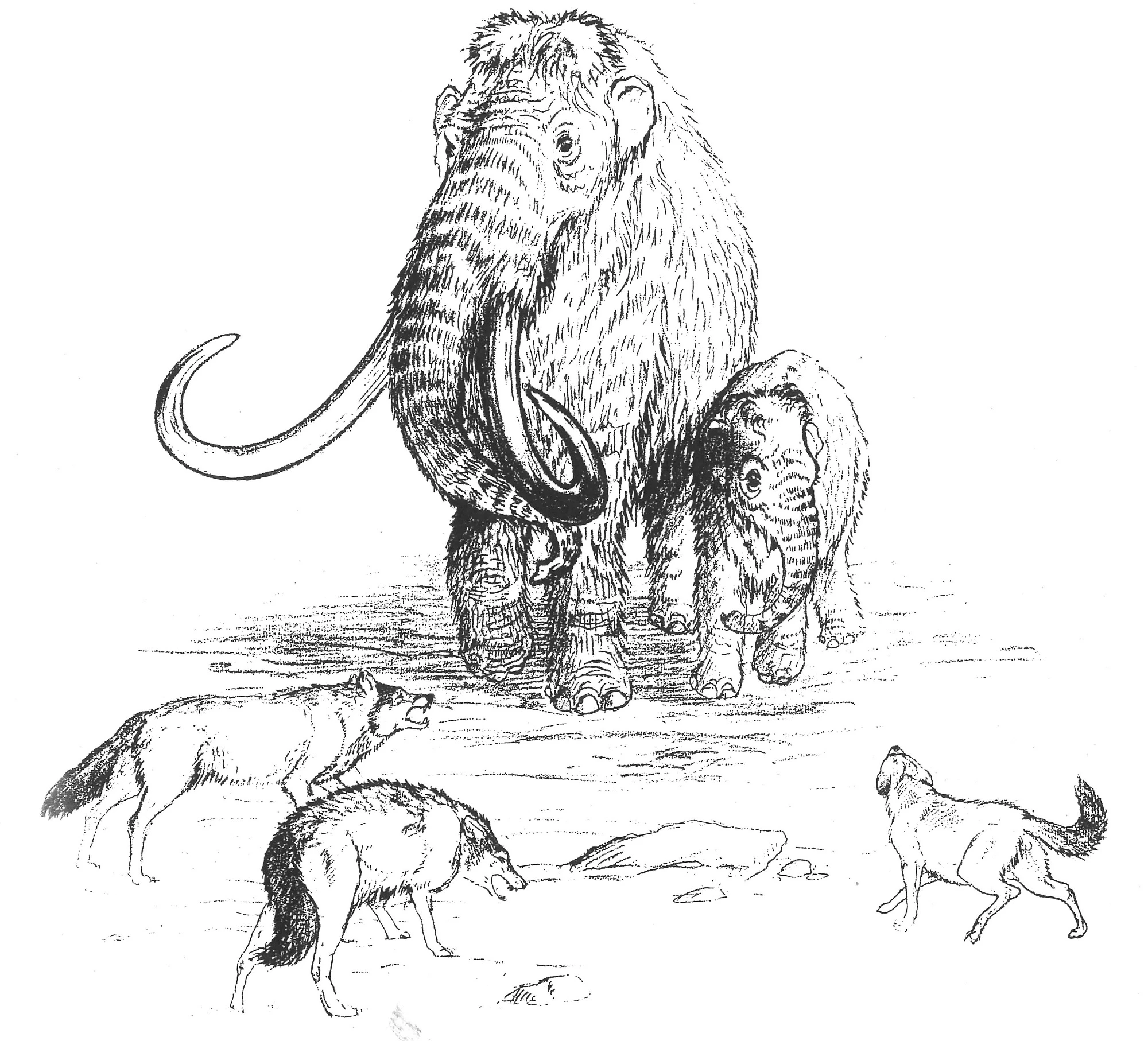 A black and white sketch of a mother mammoth defending her baby from wolves