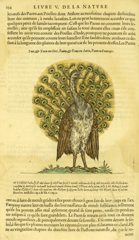 Pierre Belon - <em>L’histoire de la nature des oyseaux</em> (1555)