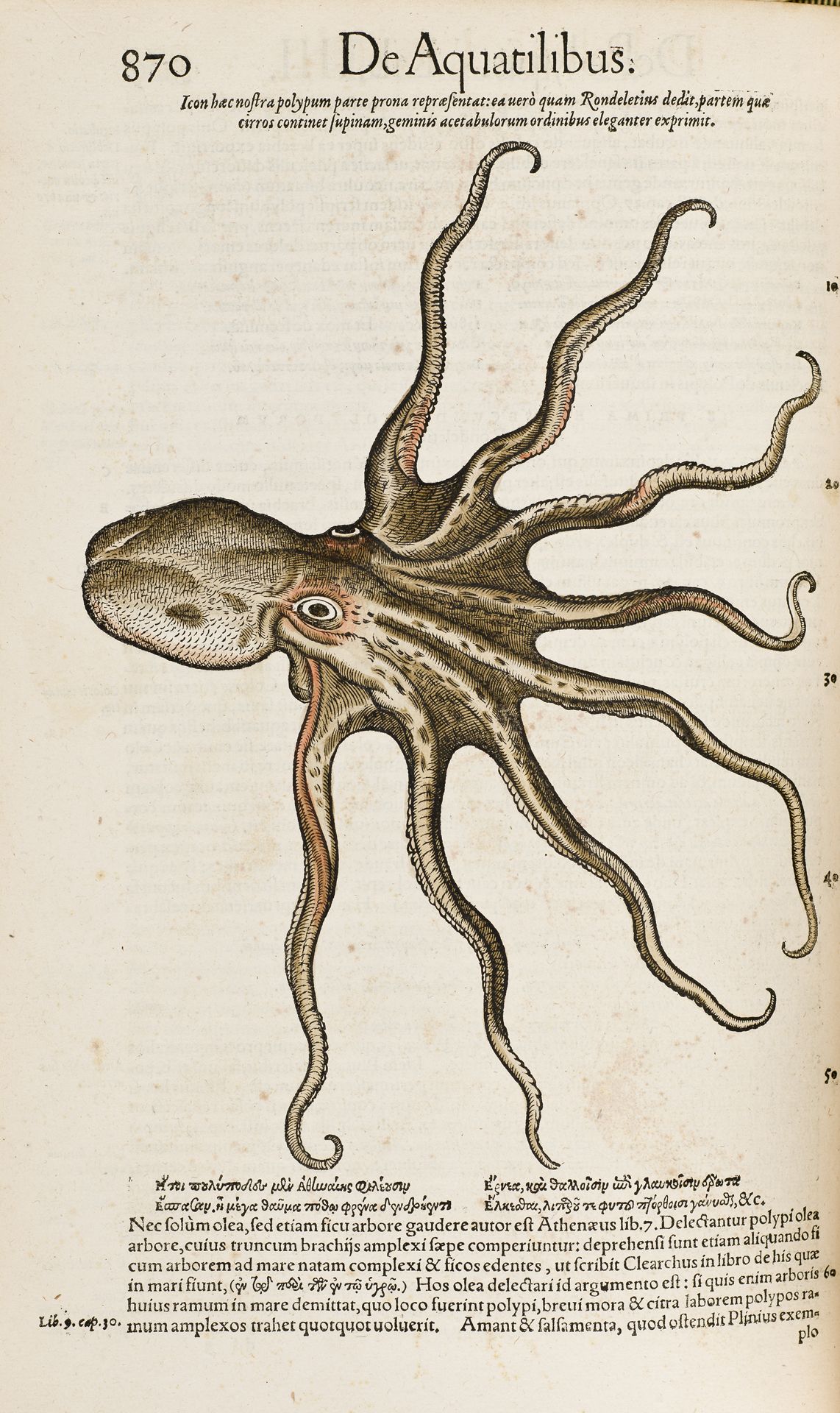 Conrad Gesner - <em>Historiae animalium</em> (1551-58)