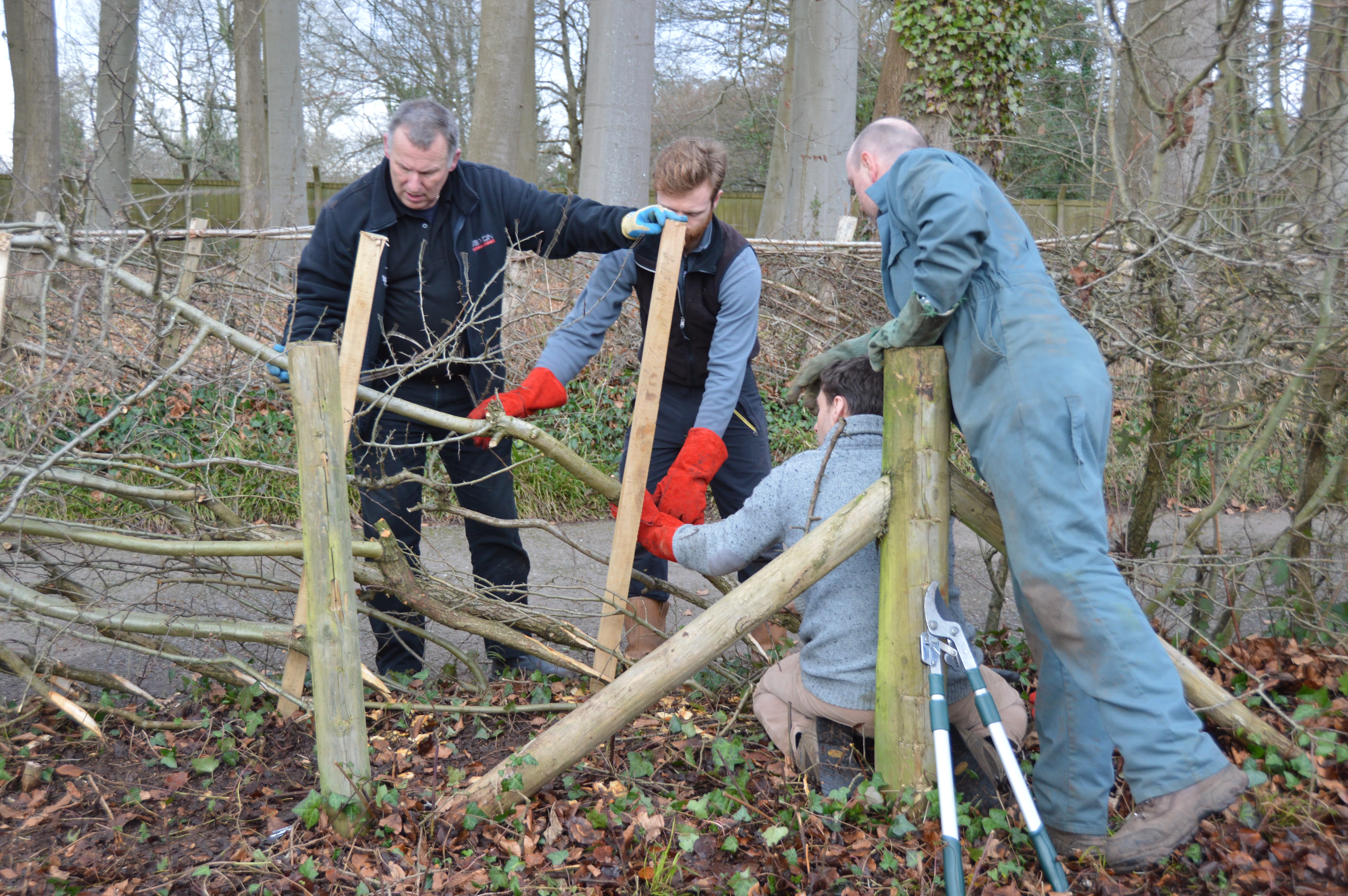 image;hedgelaying