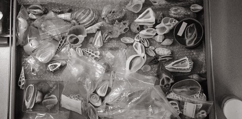 Black and white photograph showing a selection of shell sections
