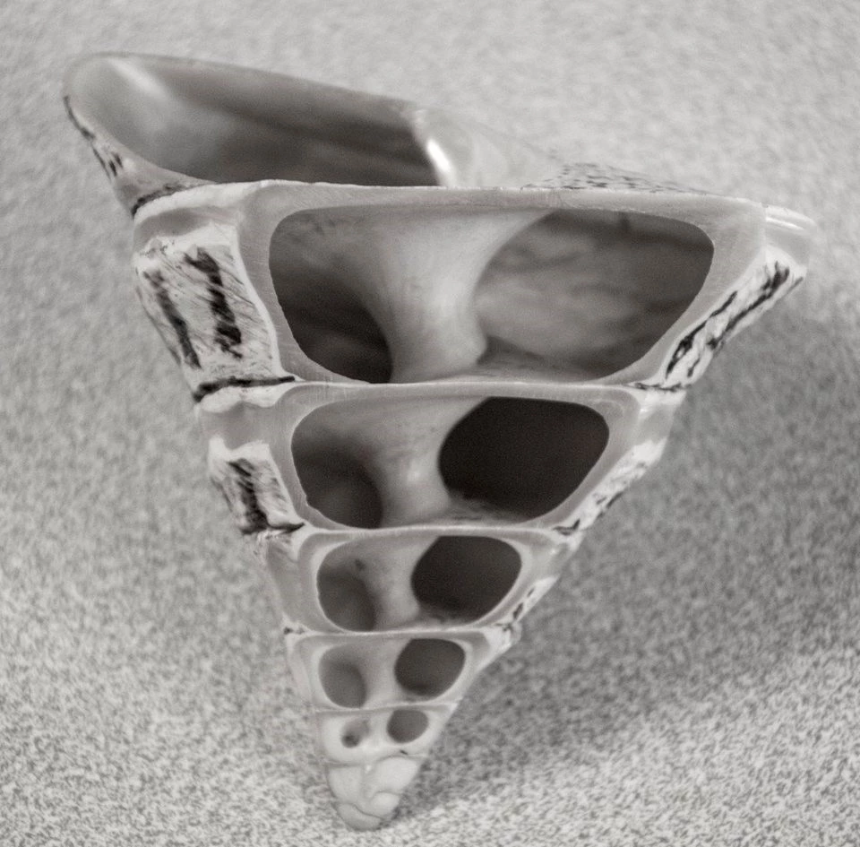 black and white photograph showing a single conical shell, cut to show its internal spiral structure