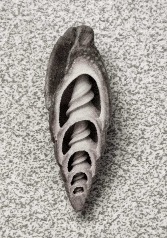 black and white photograph showing a single conical shell, cut to show its internal spiral structure