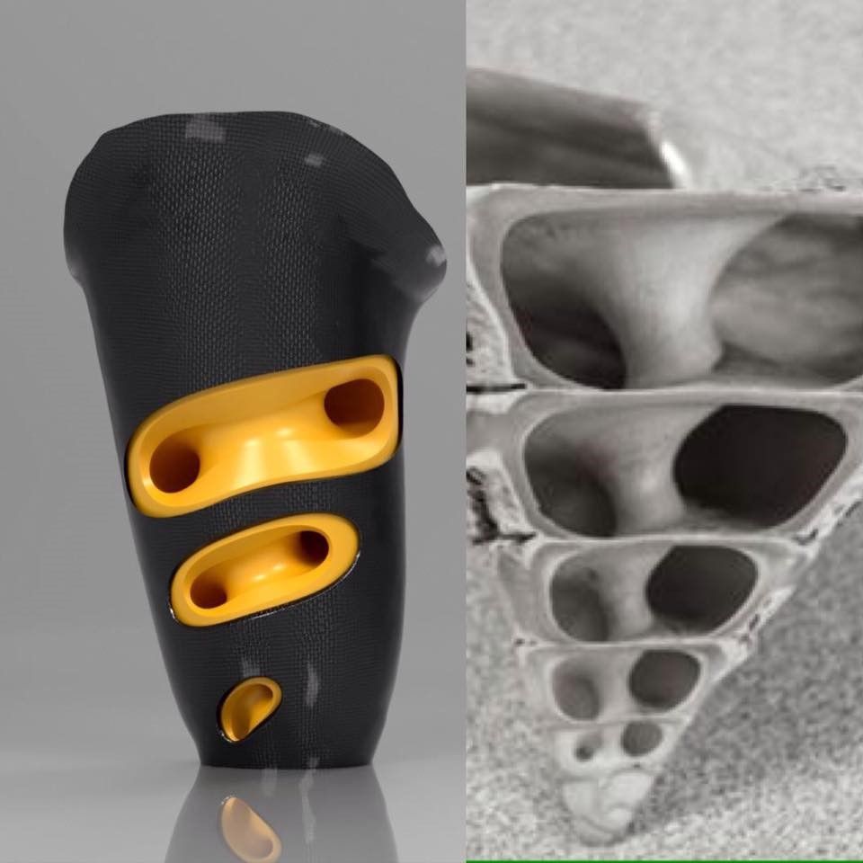 Side by side photographs showing a sculptural prosthetic sock and a shell section. The prosthetic is shaped to emulate the internal structure of the shell.