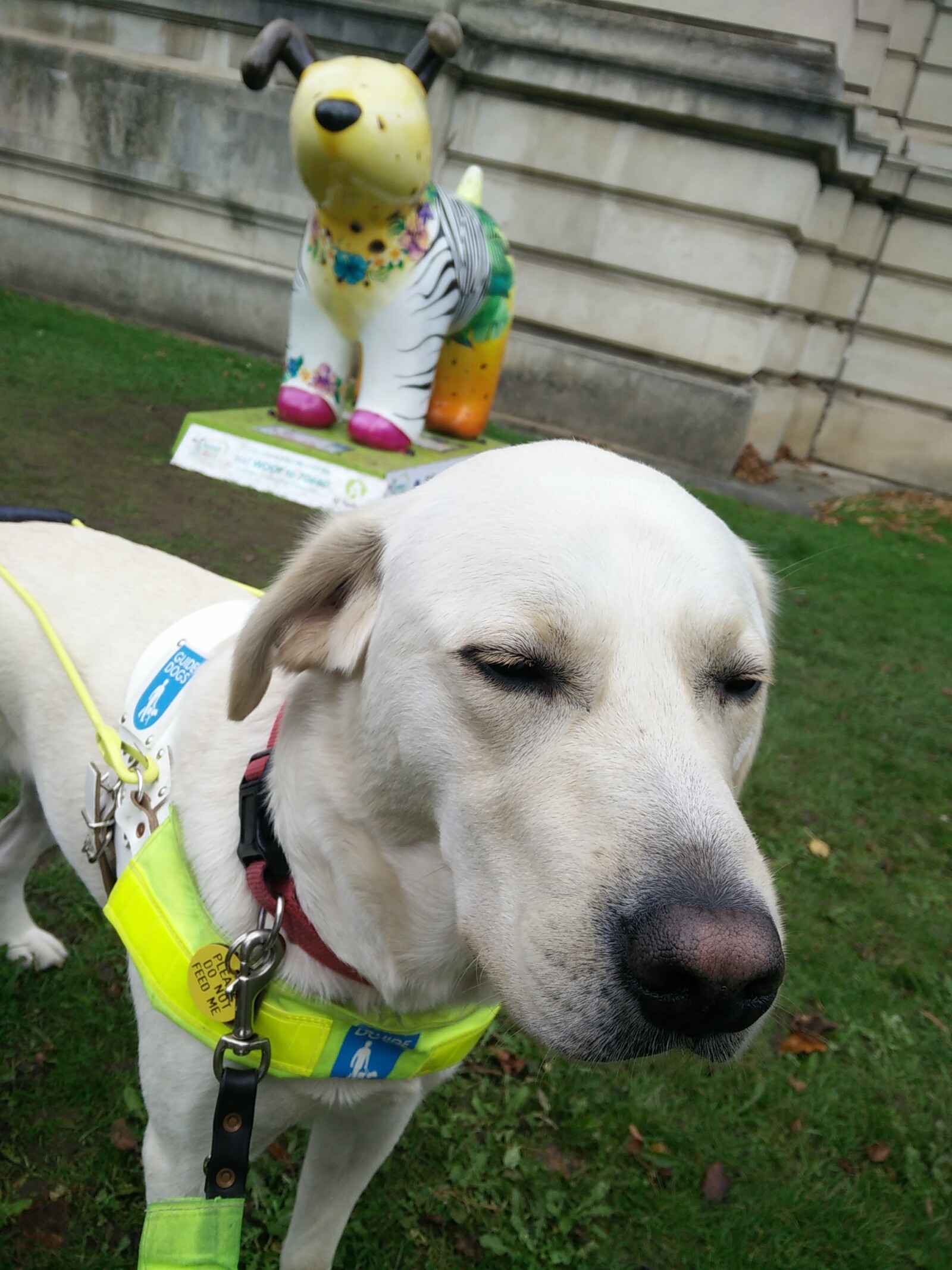 Guide Dog Uri with a Snowdog in the background, outside National Museum Cardiff