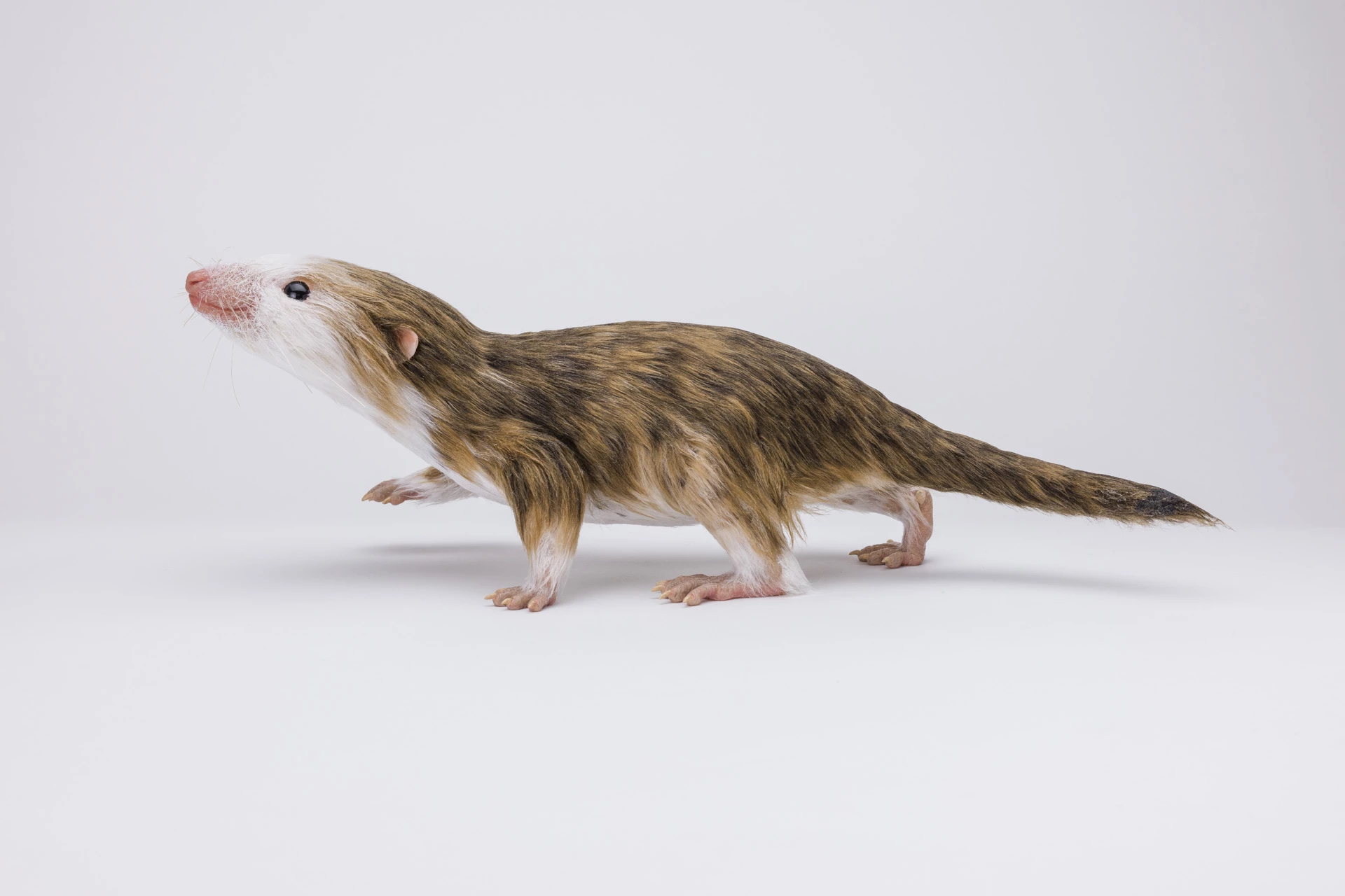 Morgie the Morganucodon