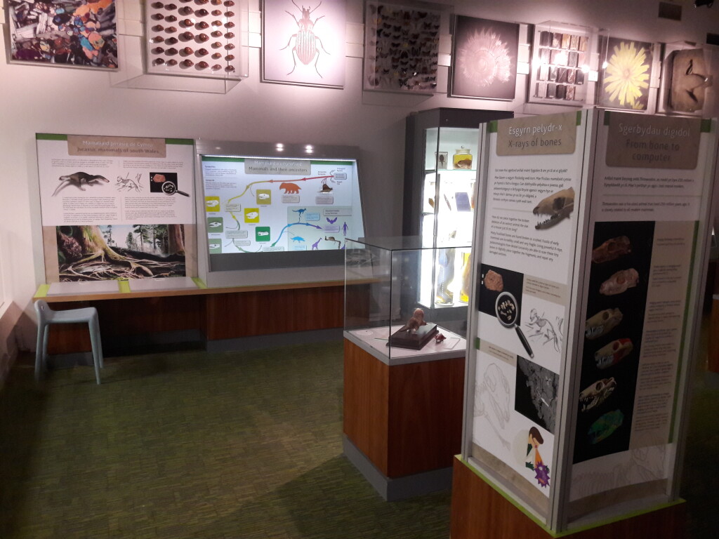 The display in the Insight Gallery at National Museum Cardiff