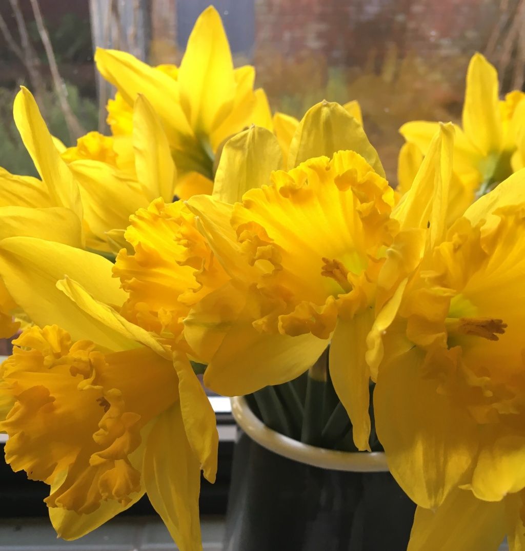 image: daffodils