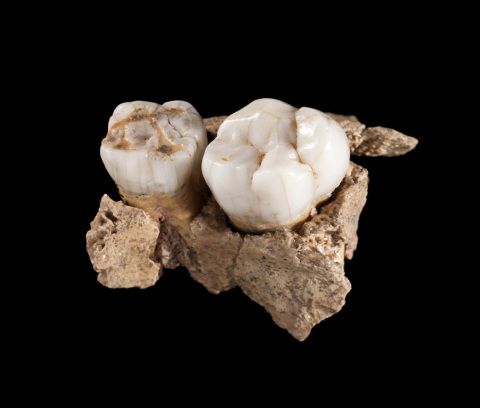 photograph of two teeth, belonging to a Neanderthal boy aged 8