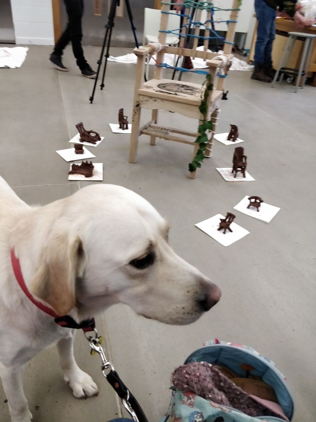Guide Dog Uri with some hand-crafted chairs in the background