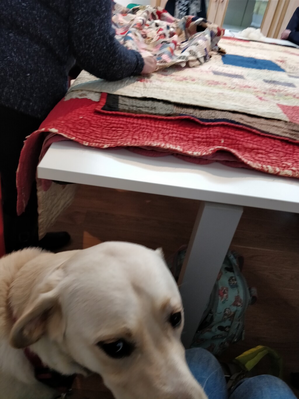 Guide Dog Uri with quilts from the handling collection in the background