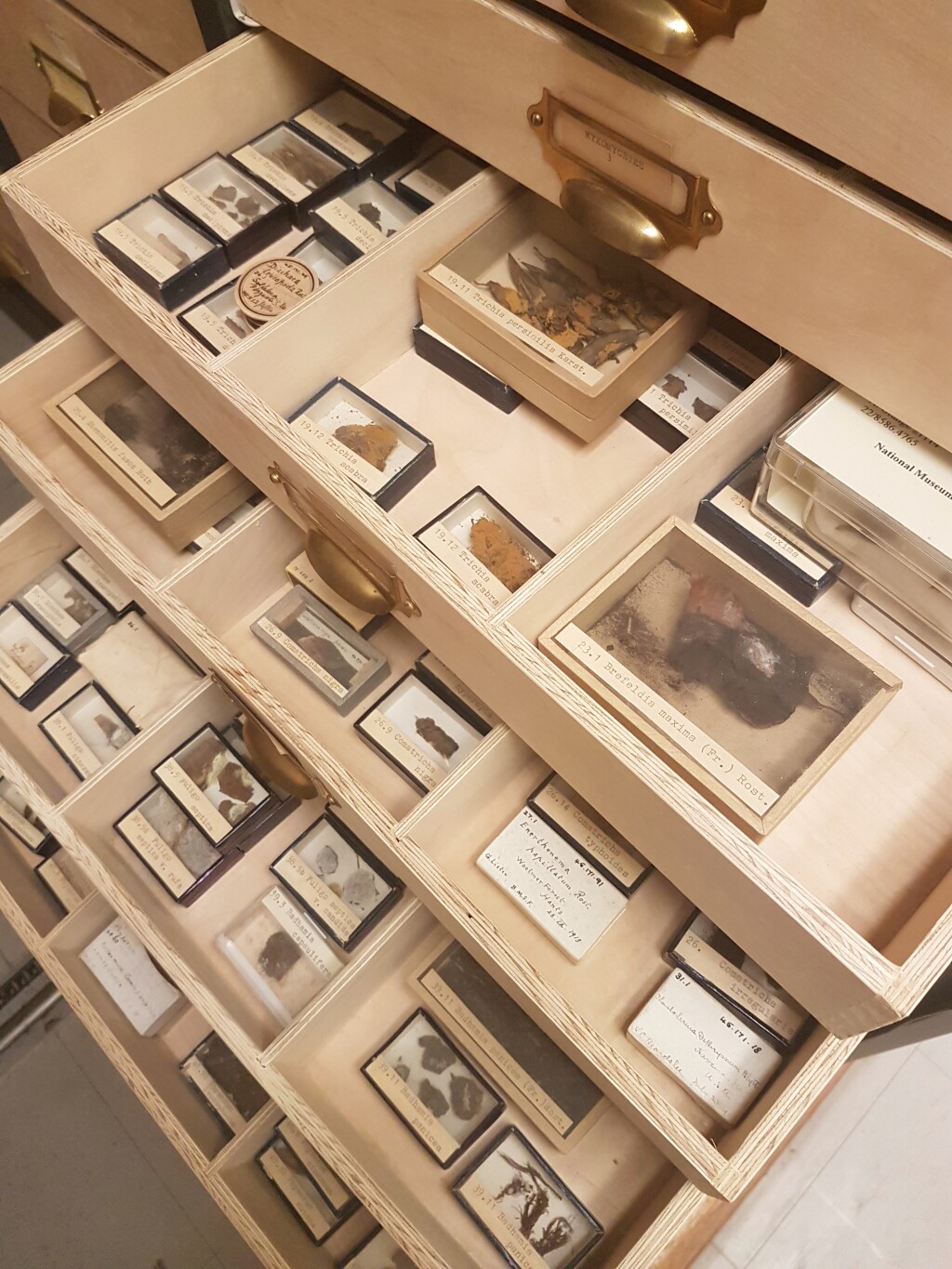 drawers holding a collection of dried slime moulds