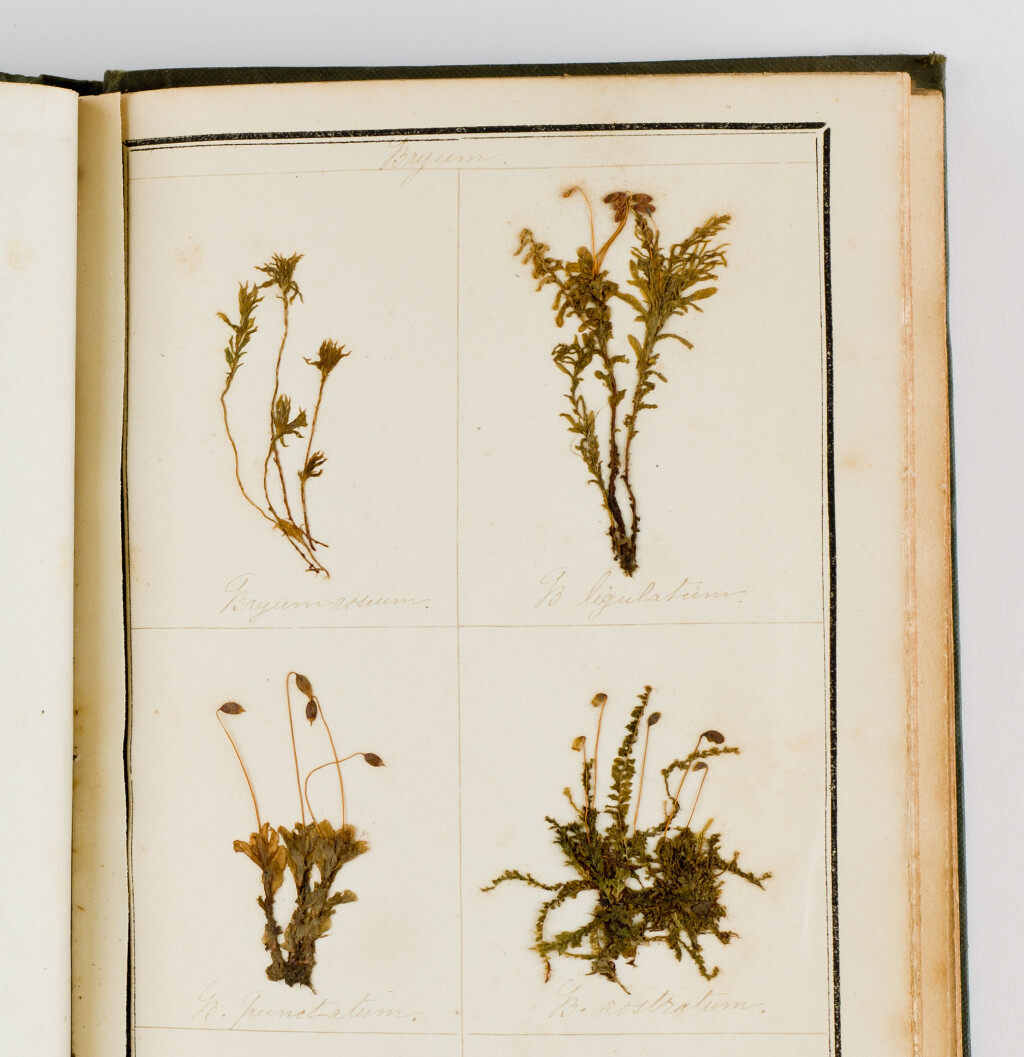 exsiccatae specimen - paper with dried plant attached