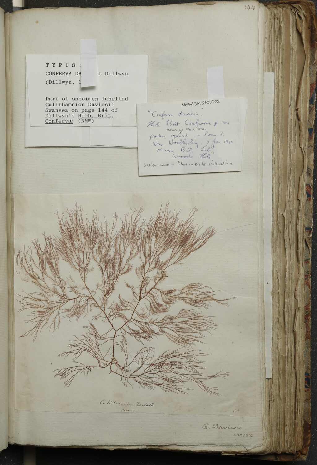 exsiccatae specimen – paper with dried plant attached