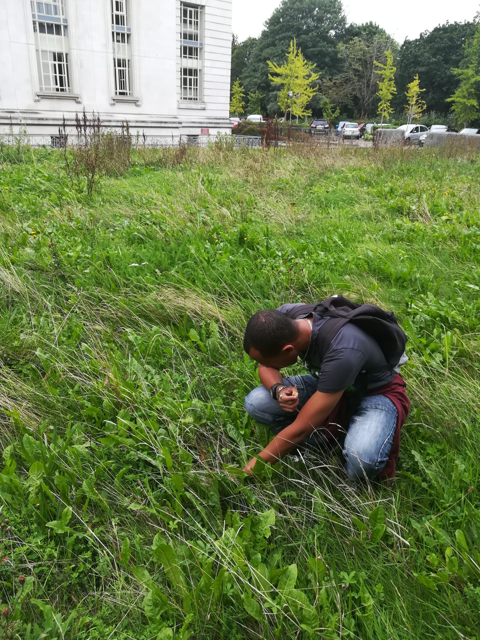 Photograph of a person hunting for invertebrates on the Museum's Urban Meadow