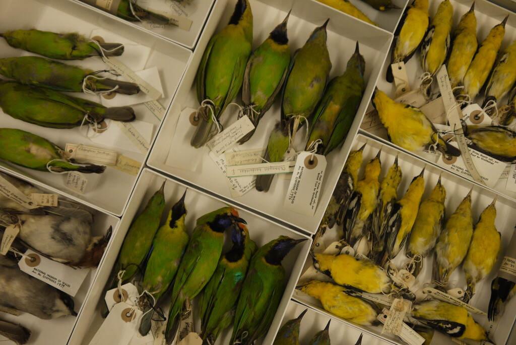 Bird specimens in a draw