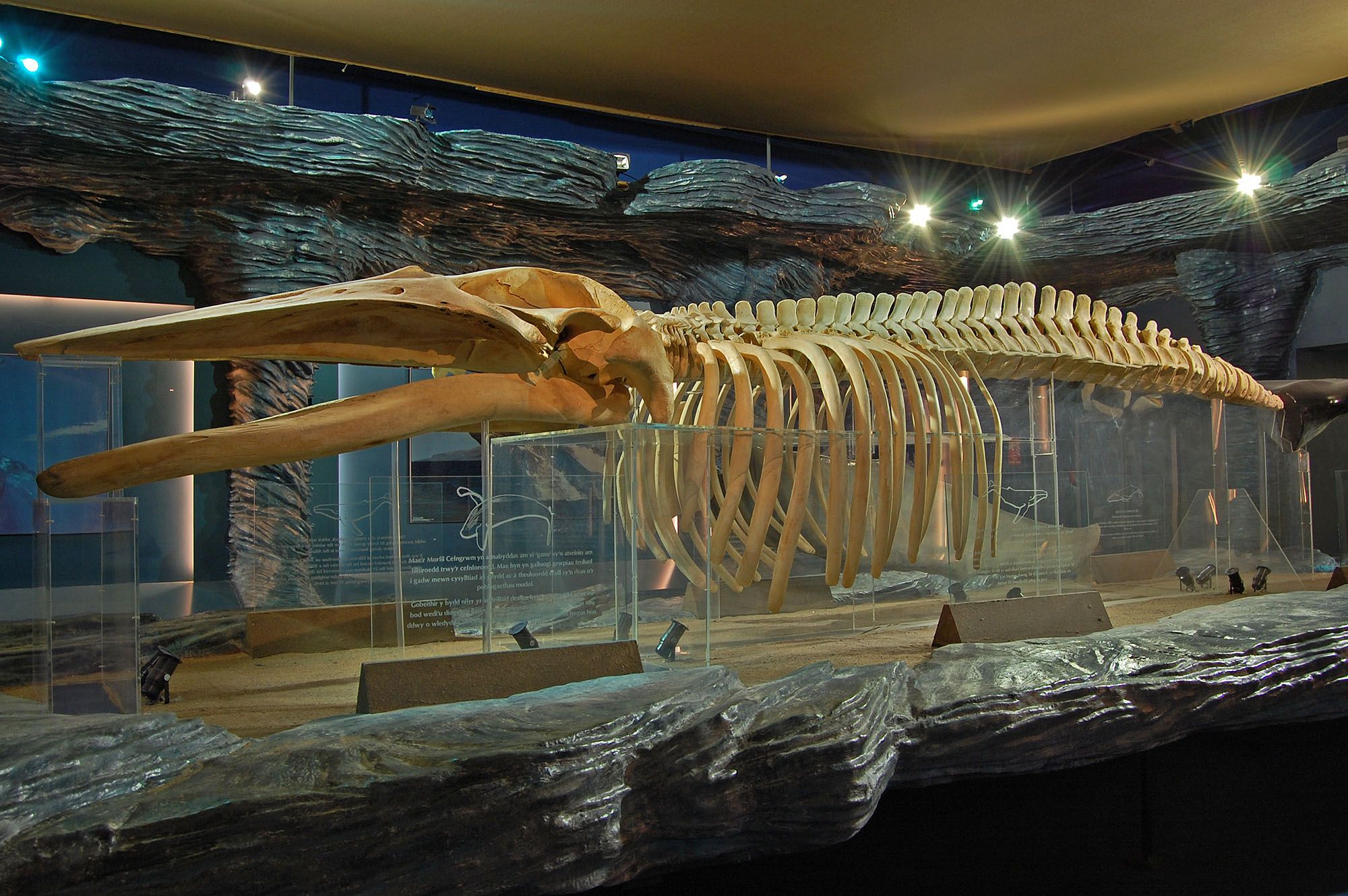 A skeleton of a humpback whale in the marine life gallery