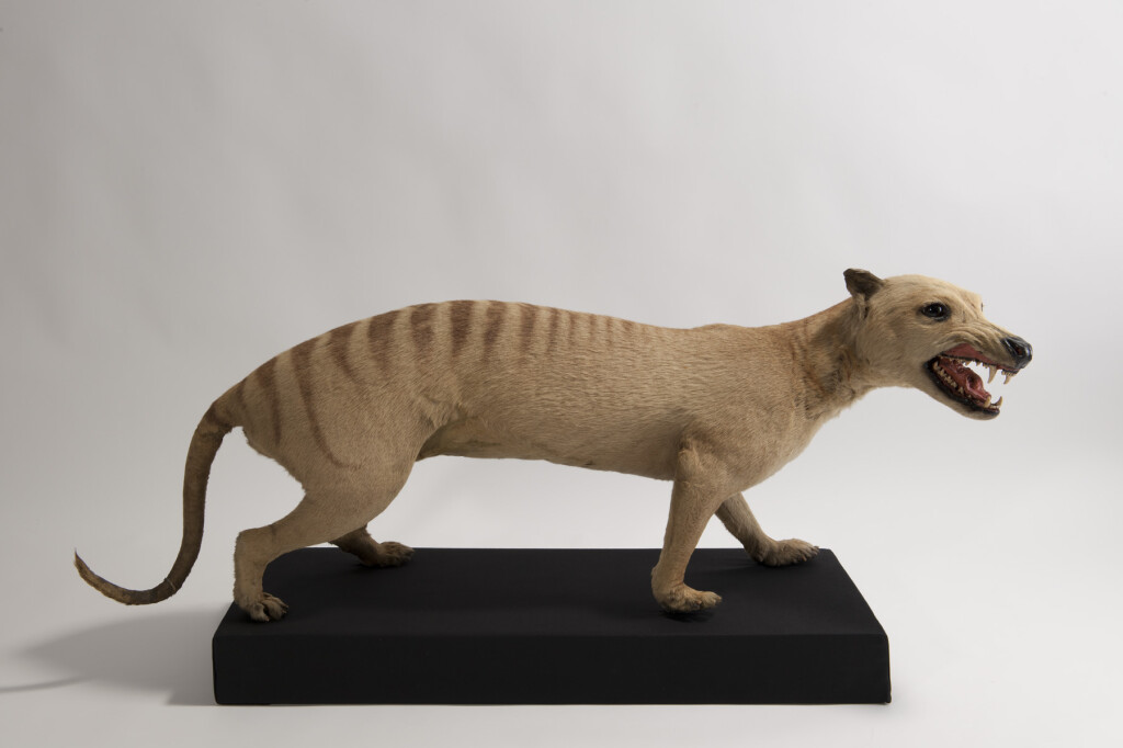 Thylacine