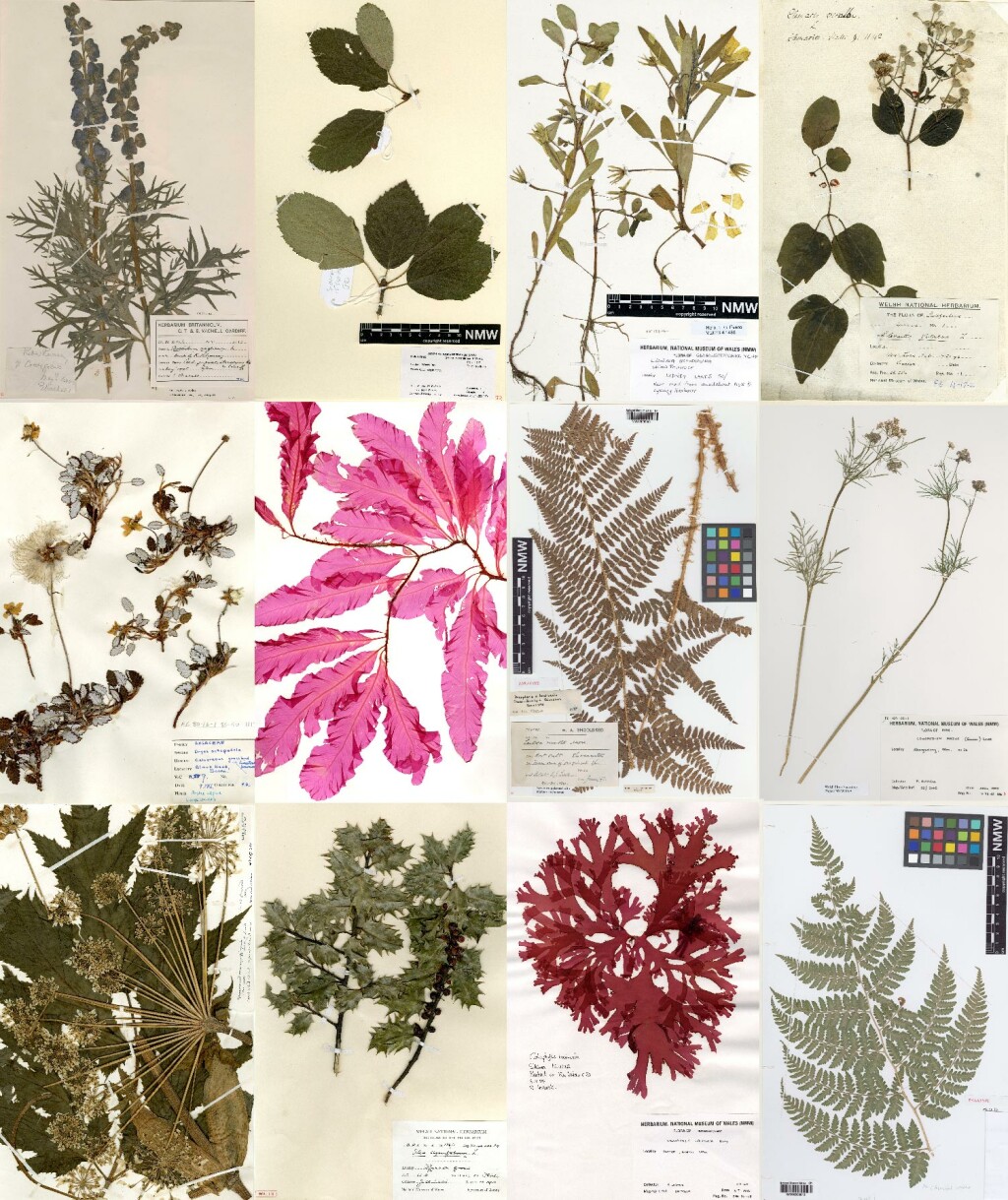 Botanical specimens