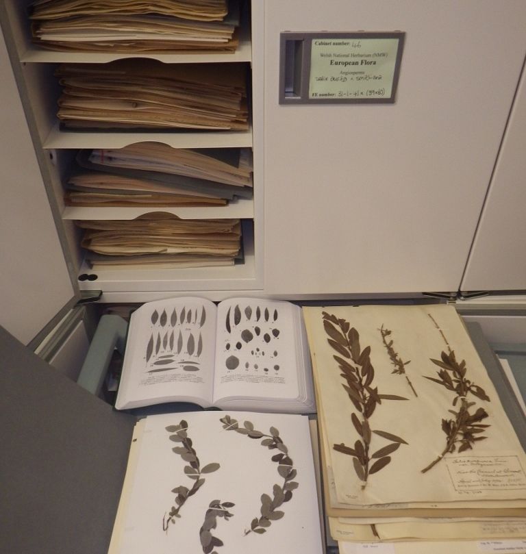Pressed Willow specimens  (Salix species) in the vascular herbarium