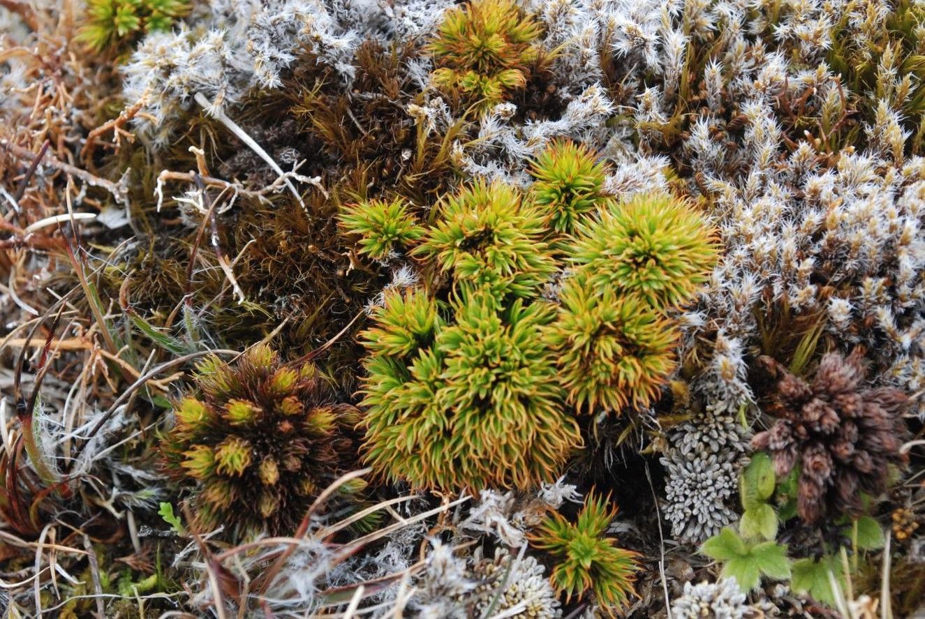 Falkland Islands heathland moss community with Southern Hemisphere speciality Dendroligotrichum squamosum 
