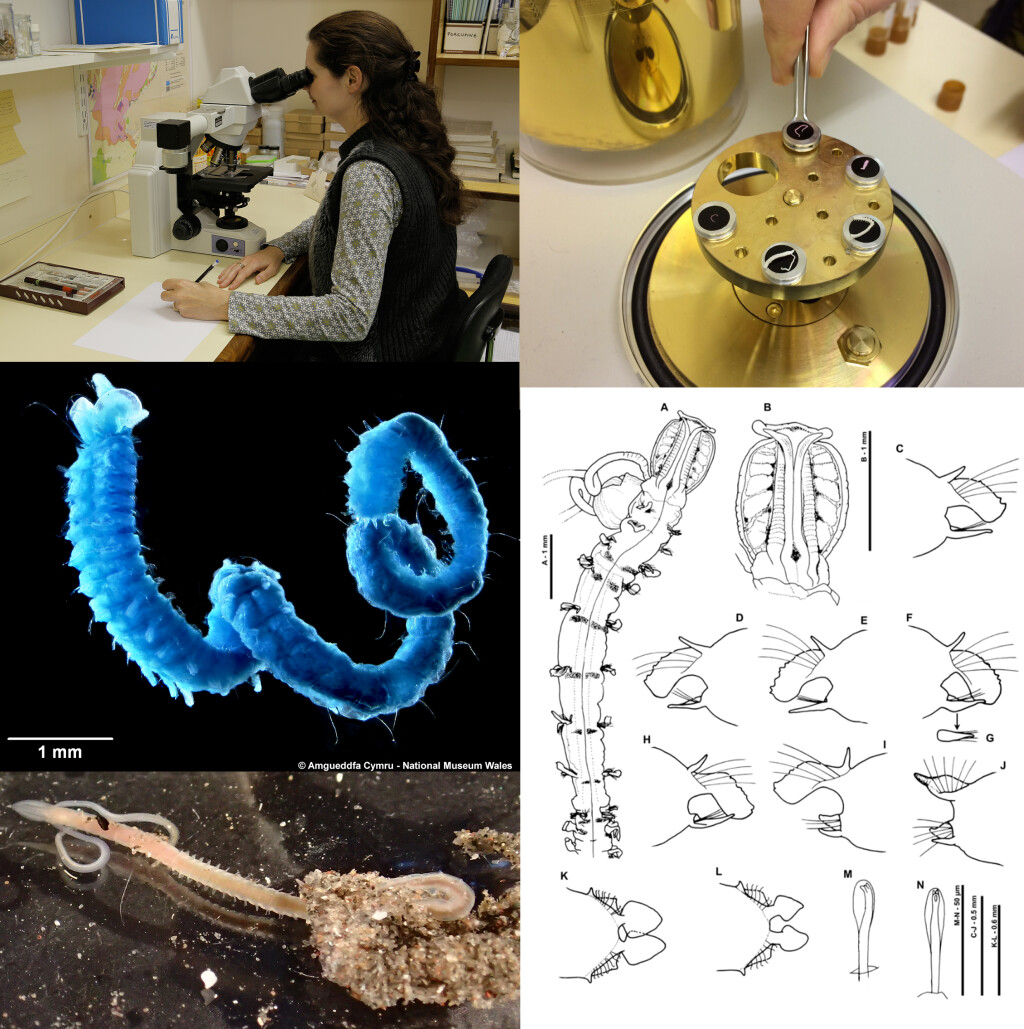 Traditional drawing techniques and photography along with more advanced imaging such as SEM are used to help identify, describe and analyse specimens