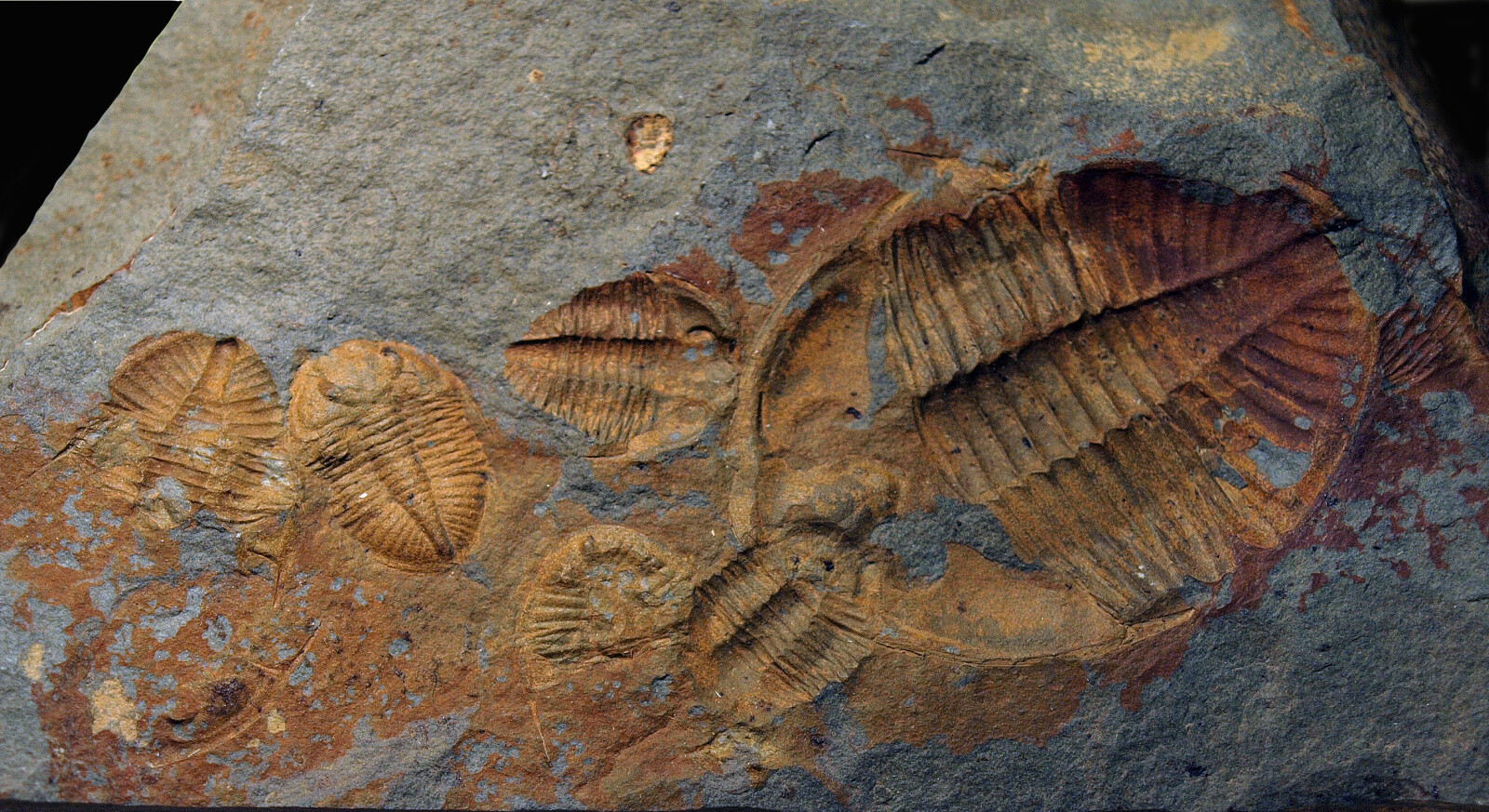 Ordovician trilobites <em>Ogygiocarella</em> from Builth Wells