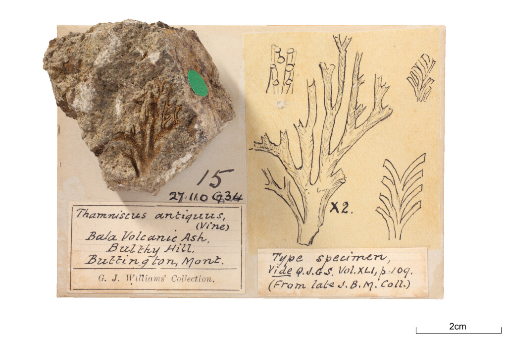 An Ordovician bryozoan from North Wales